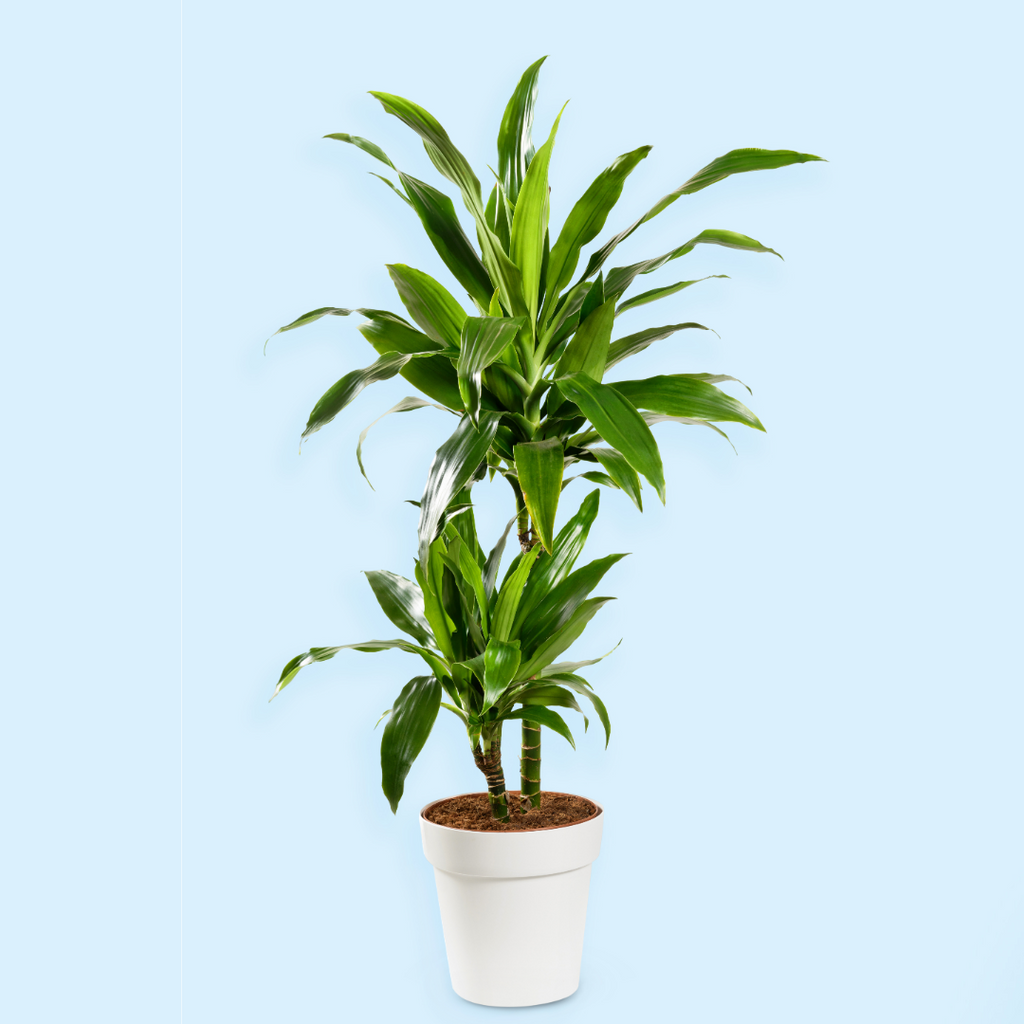 Dracaena