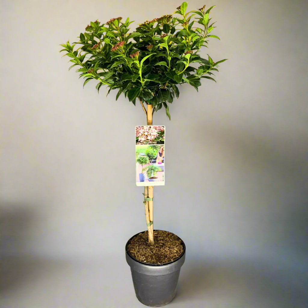 A potted Viburnum tinus evergreen shrub with green leaves, displayed against a neutral background.