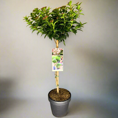 A potted Viburnum tinus evergreen shrub with green leaves, displayed against a neutral background.