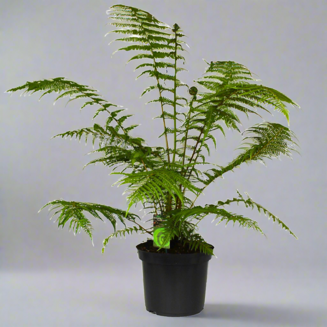 Dicksonia antarctica: The Majestic Tree Fern