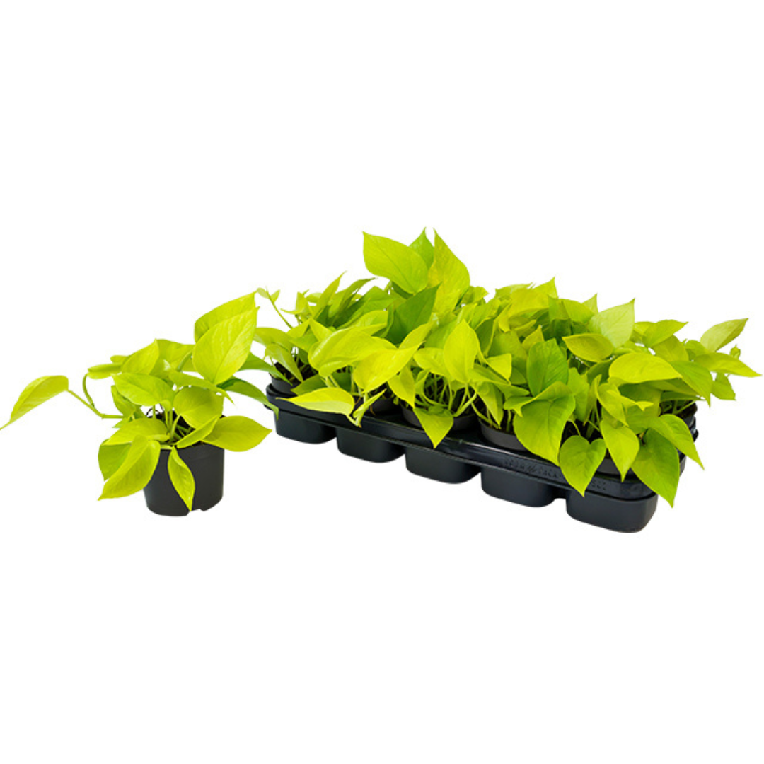 Epipremnum Golden Pothos (12Ø cm pot,15cm Hight)