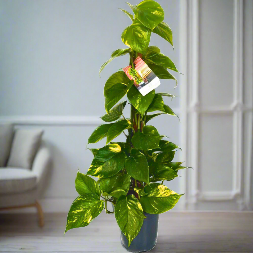 Epipremnum (Pothos): Easy-going climber with beautiful leaves (15Ø 60cm)