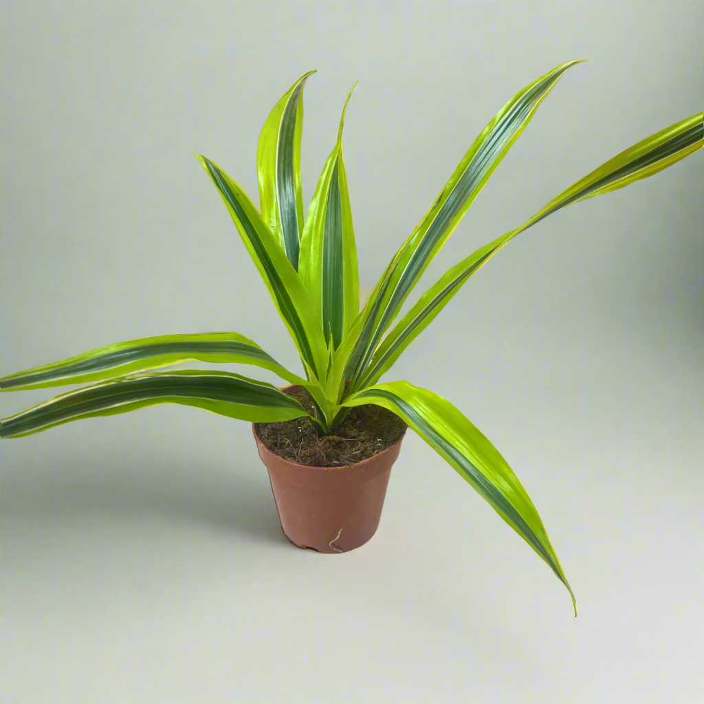 Dracaena Deremensis
