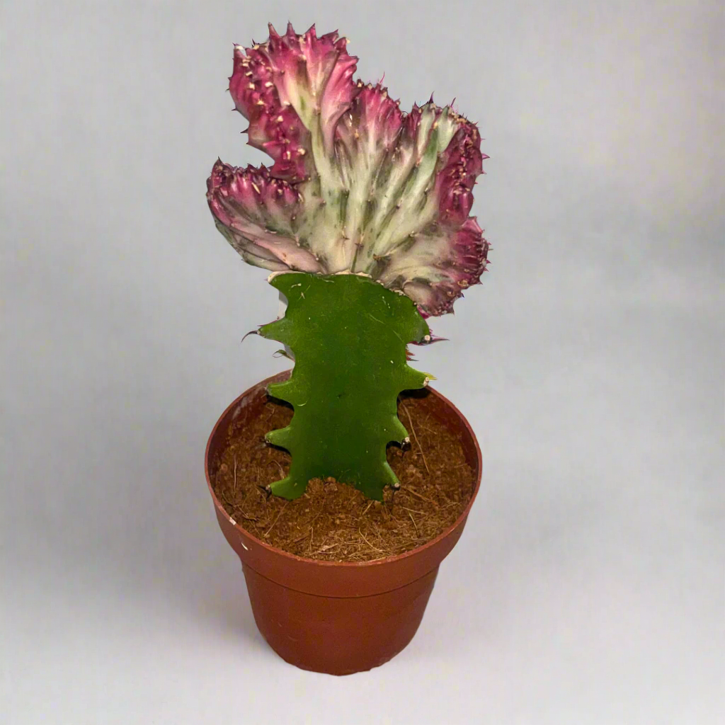 Euphorbia Lactea Cristata (Coral Cactus / Frilled Fan Cactus)