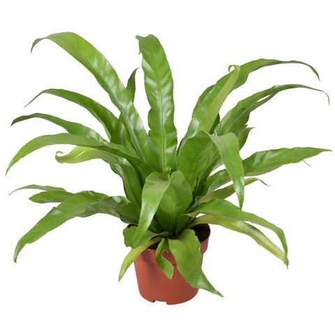 Bird's Nest Fern