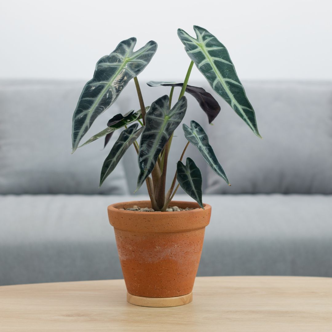 Alocasia amazonica 'Polly'