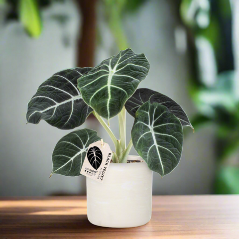 Alocasia Black Velvet: Jewel of the Indoor Jungle
