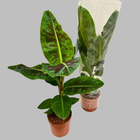Musa Hybrid Cavendish (21Ø 80cm)