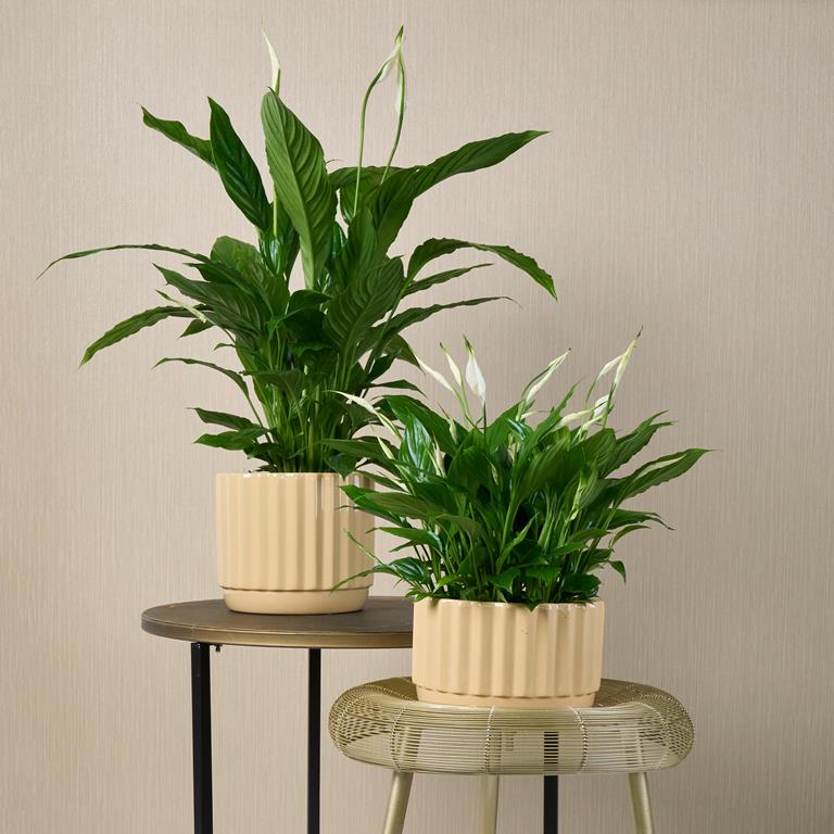 Spathiphyllum Bingo Cupido Peace Lily