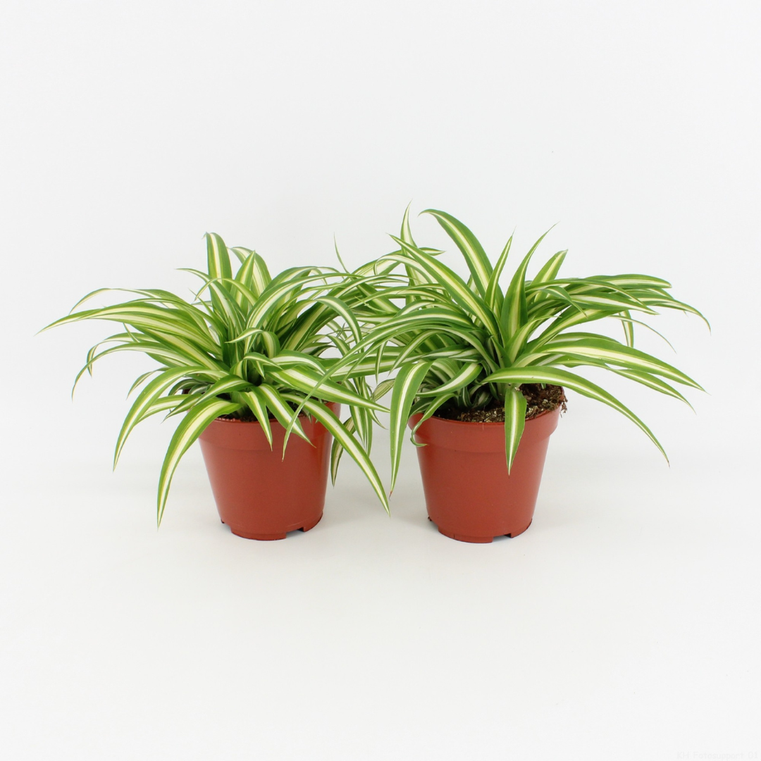 Spider Plant