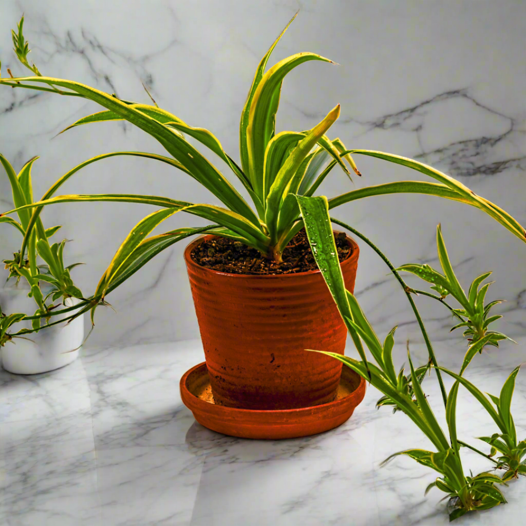 Spider Plant