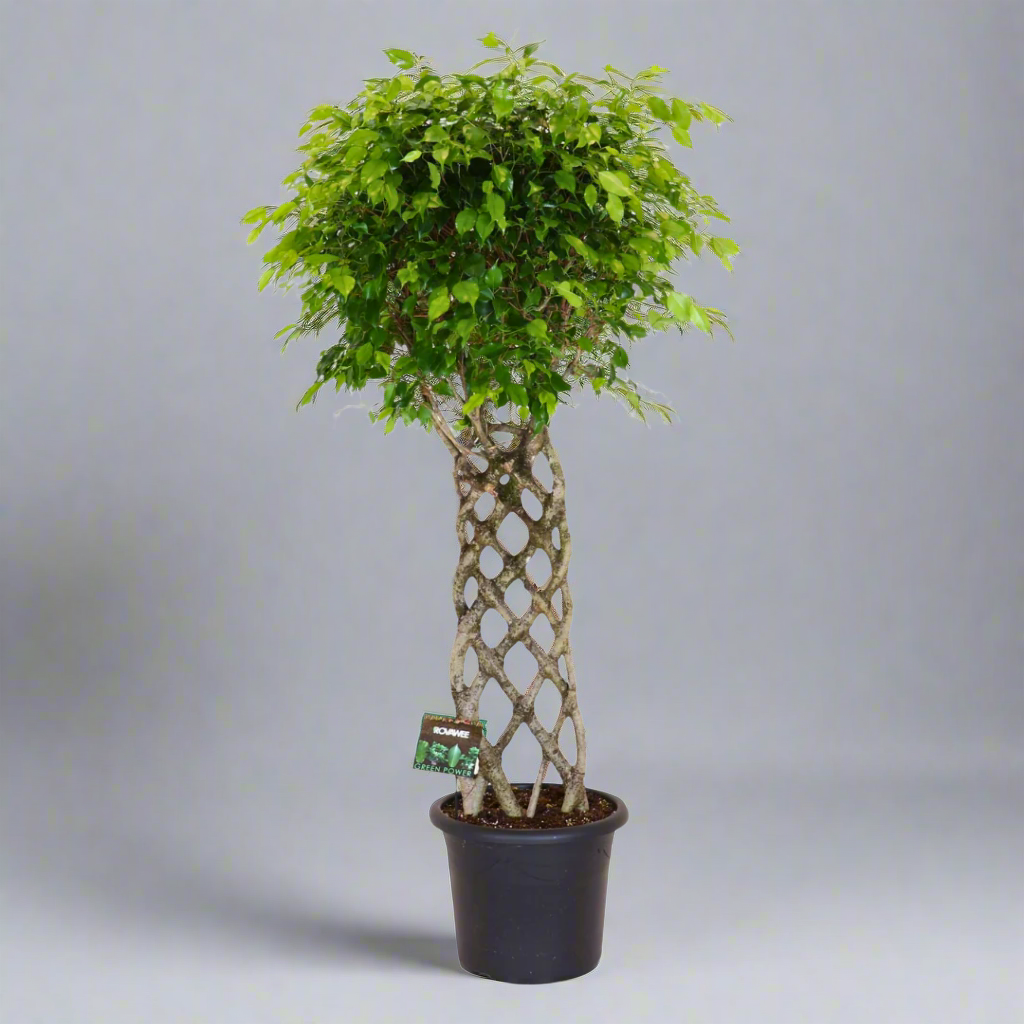 Ficus Microcarpa 'Moclame' Twisted (27Ø 100cm)