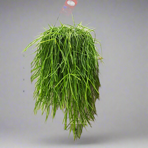Rhipsalis excelsa (Jungle Cactus / Mistletoe Cactus)