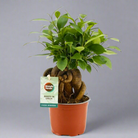 Potted plant with visible roots and a Mondo Verde label on a white background