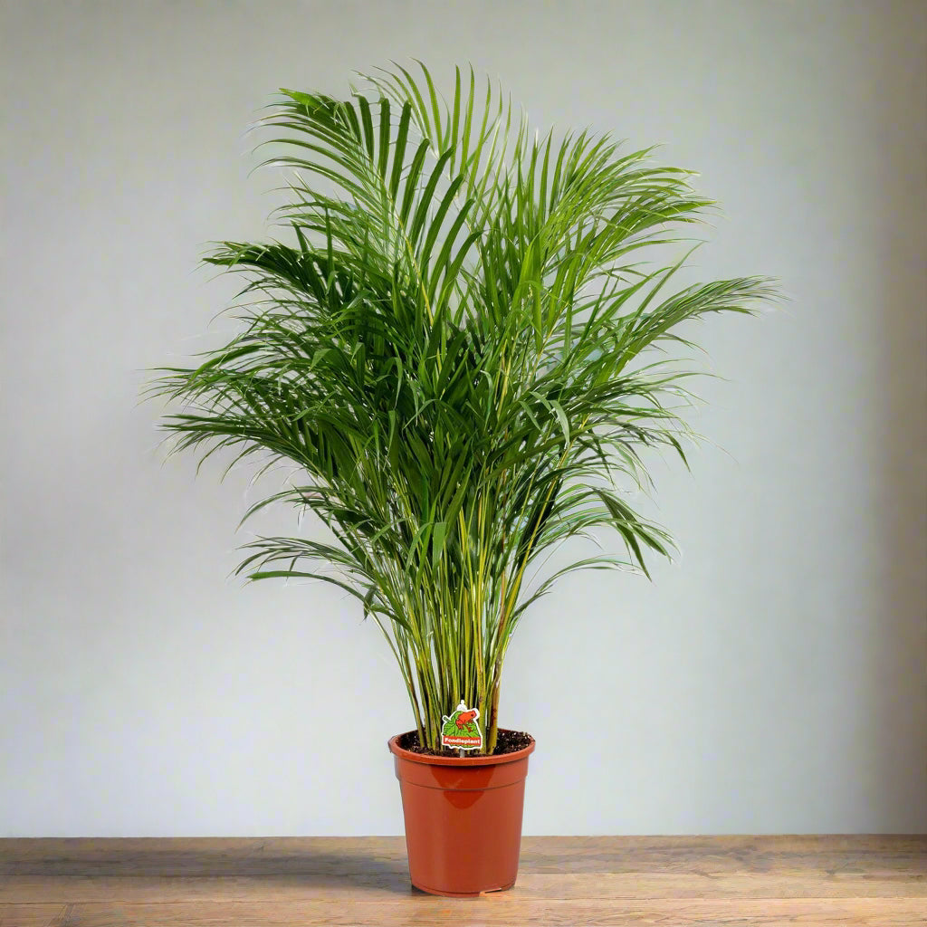 Dypsis lutescens