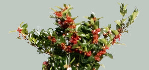 ILEX MES BLUE MAID (34Ø 120cm)