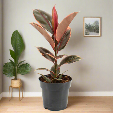 Ficus Elastica 'Belize' (17Ø 56cm)