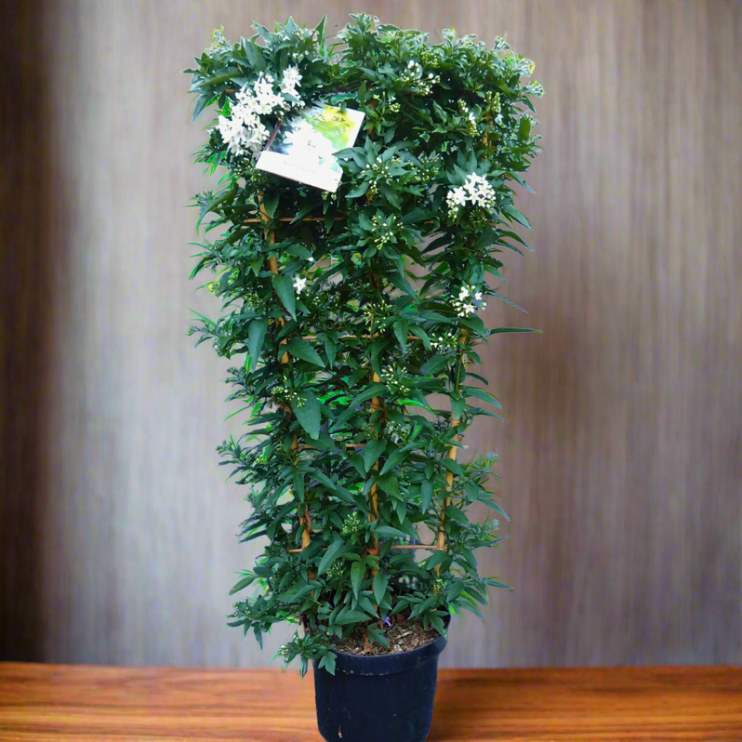 A potted Jasminum Polyanthum plant, also known as Chinese Jasmine, with green foliage and white flowers, placed on a wooden surface.