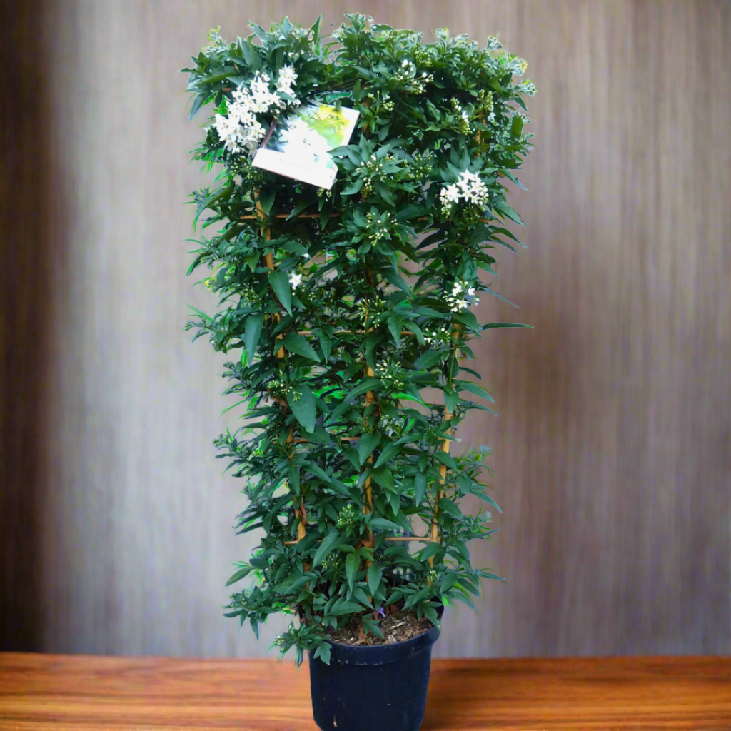 A potted Jasminum Polyanthum plant, also known as Chinese Jasmine, with green foliage and white flowers, placed on a wooden surface.