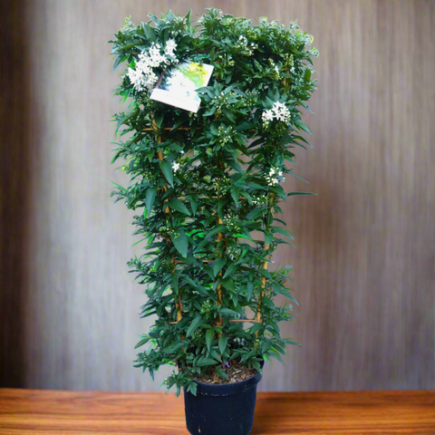 A potted Jasminum Polyanthum plant, also known as Chinese Jasmine, with green foliage and white flowers, placed on a wooden surface.