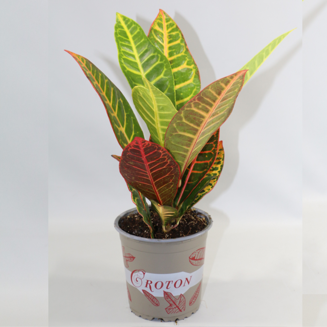 Codiaeum (Croton) Plant (13Ø 50cm)