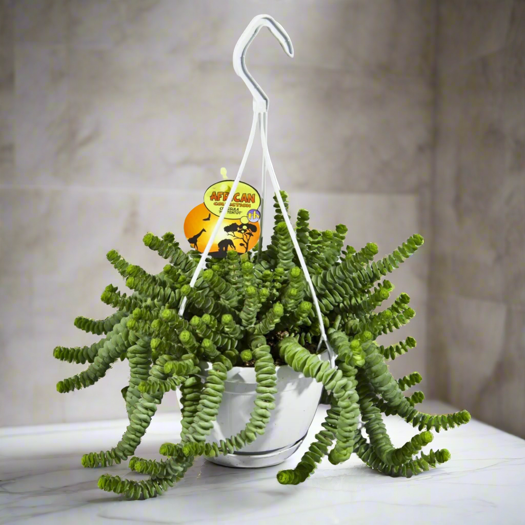 Crassula Hottentot (Jade Necklace) (14Ø 30cm)