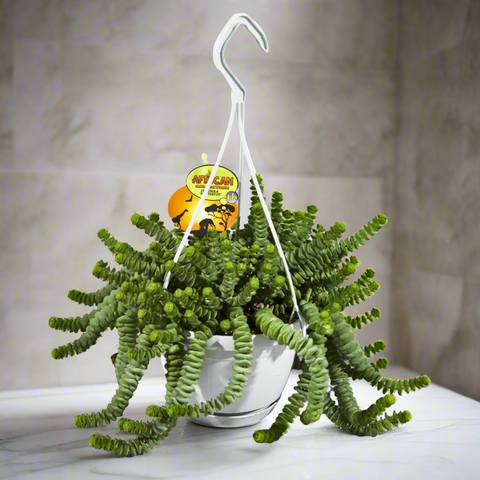 Crassula Hottentot (Jade Necklace) (14Ø 30cm)