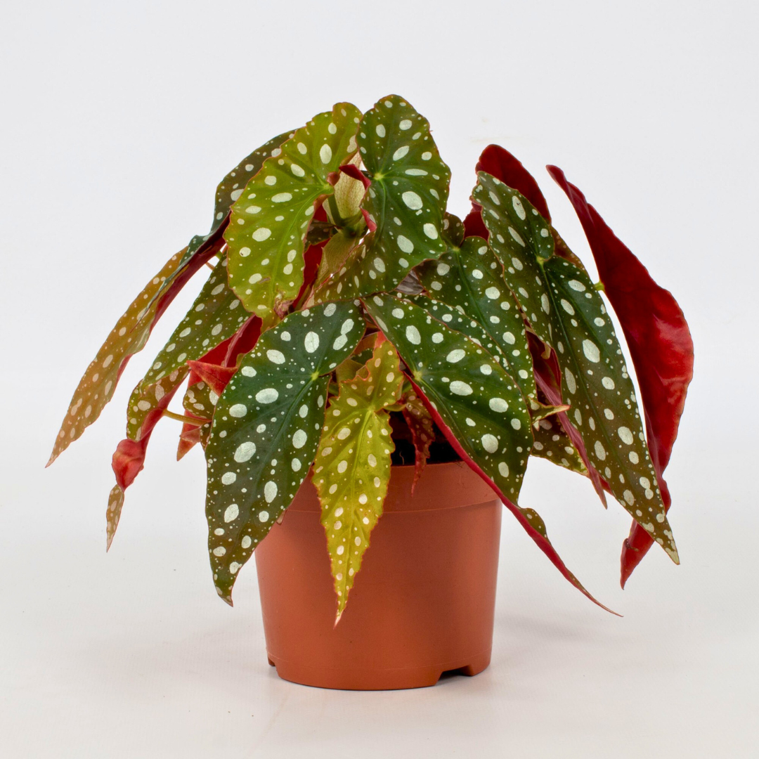 Begonia Maculata Silverspot (12Ø 28cm)