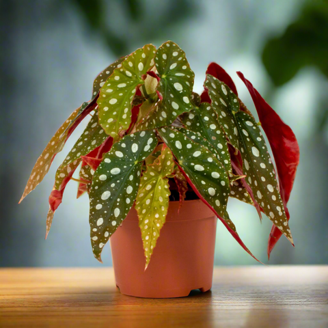 Begonia Maculata Silverspot (12Ø 28cm)