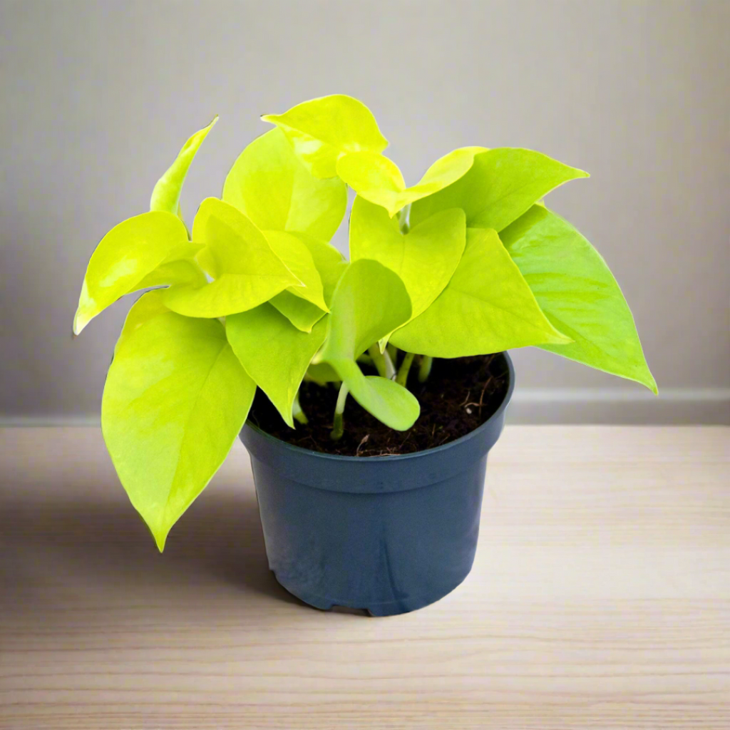 Epipremnum Golden Pothos (12Ø cm pot,15cm Hight)