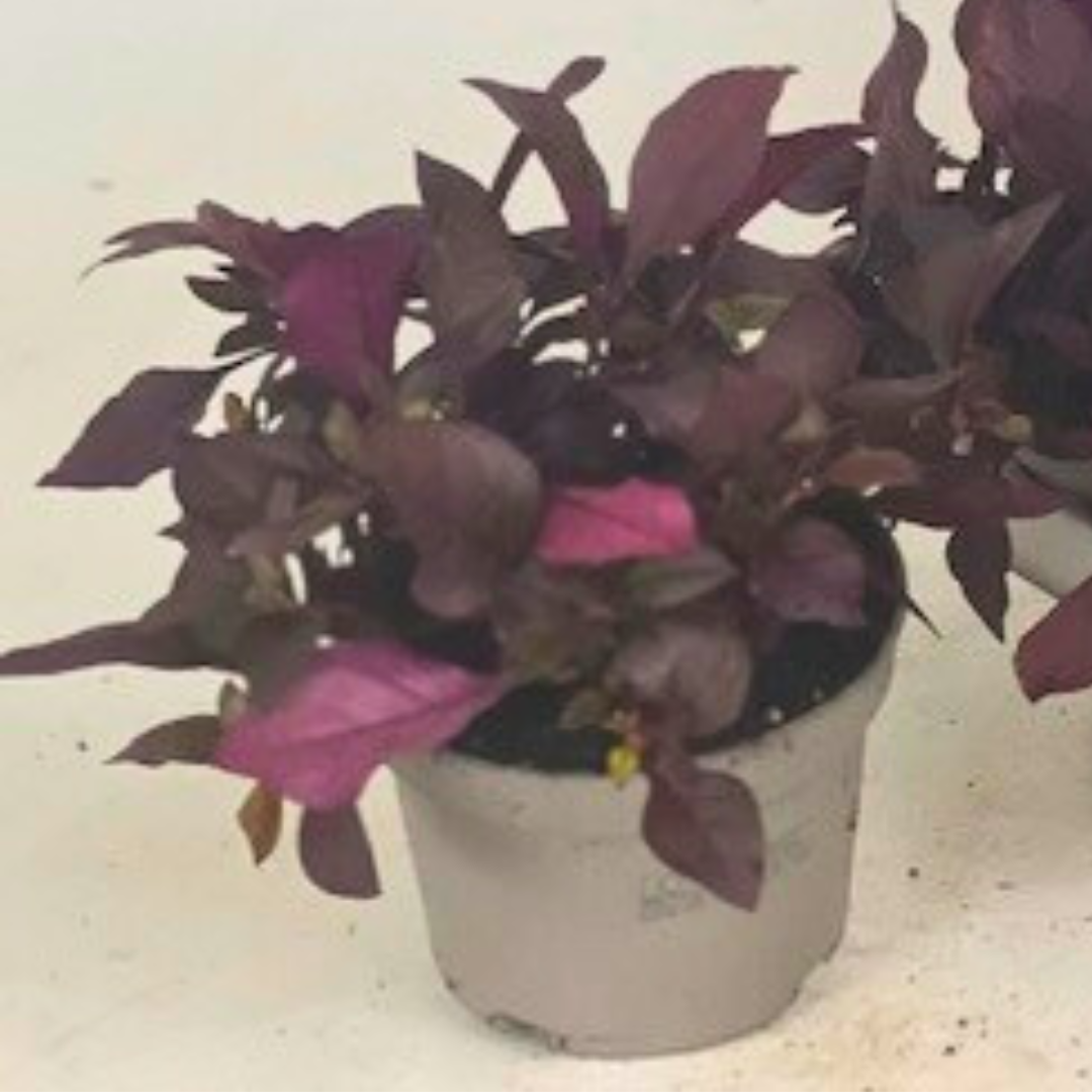 Alternanthera reineckii (Water Hedge) (13Ø 20cm)