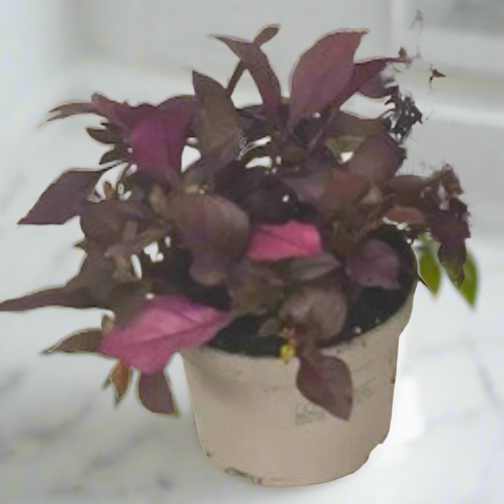 Alternanthera reineckii (Water Hedge) (13Ø 20cm)