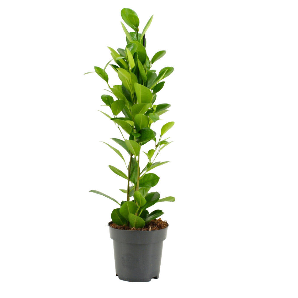 Ficus microcarpa Moclame (14Ø 75cm)