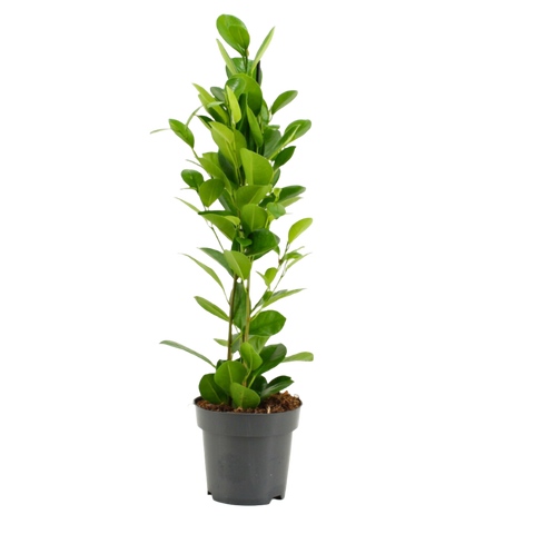 Ficus microcarpa Moclame (14Ø 75cm)