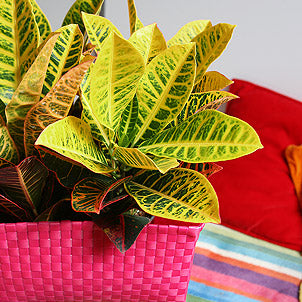 Codiaeum (Croton) Plant (13Ø 50cm)