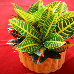 Codiaeum (Croton) Plant (13Ø 50cm)